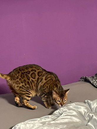 Bengal Pärchen abzugeben