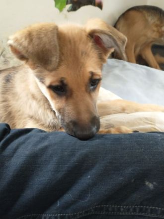 Wunderhübsche kleine Gottes Geschöpffe warten auf ihren engel