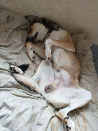 Wunderhübsche kleine Gottes Geschöpffe warten auf ihren engel