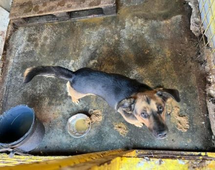 Darf ich vorstellen, Wesley!