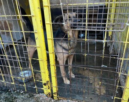 Darf ich vorstellen, Wesley!