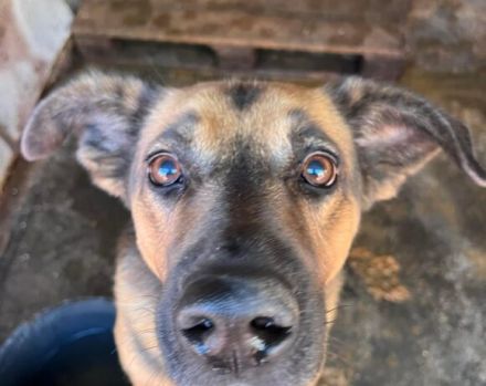 Darf ich vorstellen, Wesley!