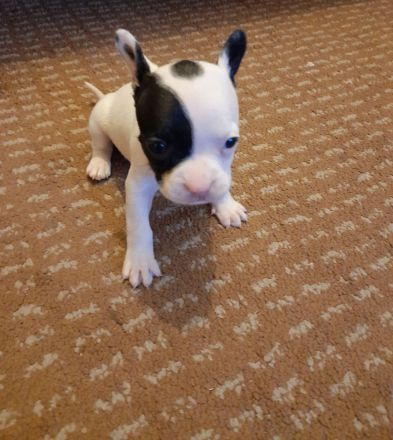 Sportliche Shorty bull - Franz . Bulldoggen