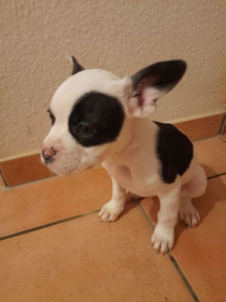 Sportliche Shorty bull - Franz . Bulldoggen