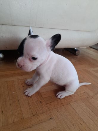 Sportliche Shorty bull - Franz . Bulldoggen