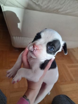 Sportliche Shorty bull - Franz . Bulldoggen