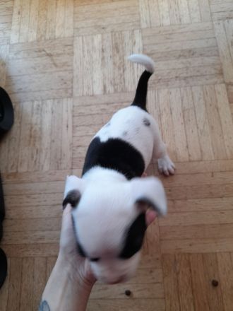 Sportliche Shorty bull - Franz . Bulldoggen