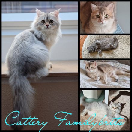 Cattery Familybrits