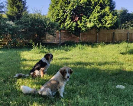 Rey sucht dringend ein neues Zuhause