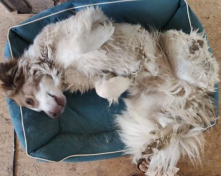 Rey sucht dringend ein neues Zuhause