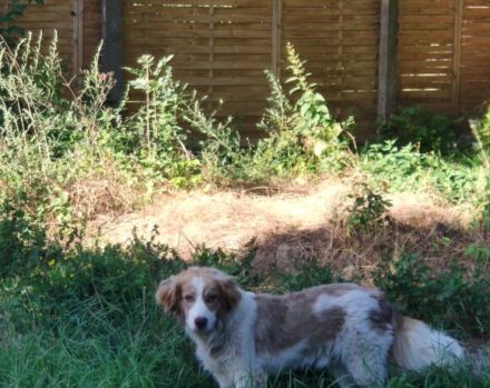 Rey sucht dringend ein neues Zuhause