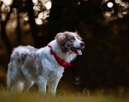 Rey sucht dringend ein neues Zuhause