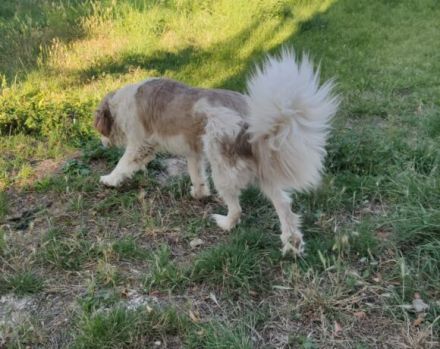 Rey sucht dringend ein neues Zuhause