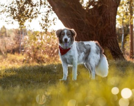 Rey sucht dringend ein neues Zuhause