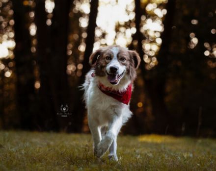 Rey sucht dringend ein neues Zuhause