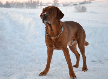 Foxred Labrador Deckrüde Red Biscuit vom Tattenbach