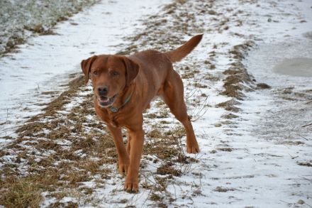 Foxred Labrador Deckrüde Red Biscuit vom Tattenbach
