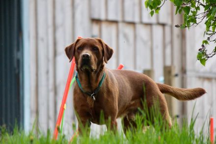 Foxred Labrador Deckrüde Red Biscuit vom Tattenbach
