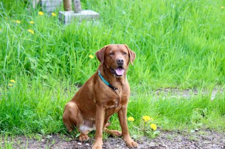 Foxred Labrador Deckrüde Red Biscuit vom Tattenbach