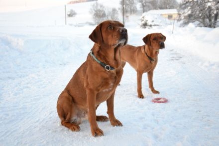 Foxred Labrador Deckrüde Red Biscuit vom Tattenbach