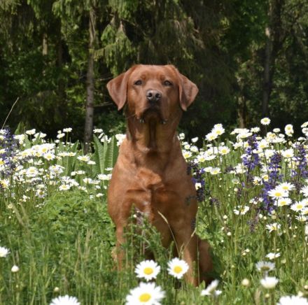 Foxred Labrador Deckrüde Red Biscuit vom Tattenbach
