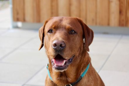 Foxred Labrador Deckrüde Red Biscuit vom Tattenbach