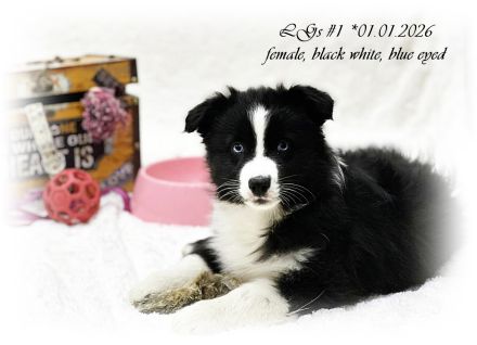 Australian Shepherd Welpen suchen ihr perfect match!