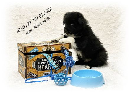 Australian Shepherd Welpen suchen ihr perfect match!