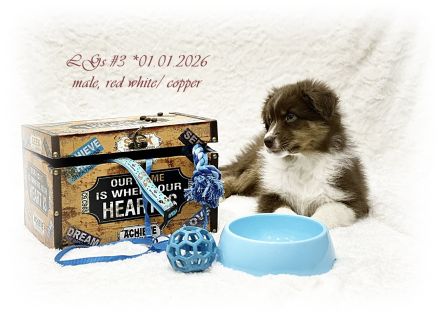 Australian Shepherd Welpen suchen ihr perfect match!