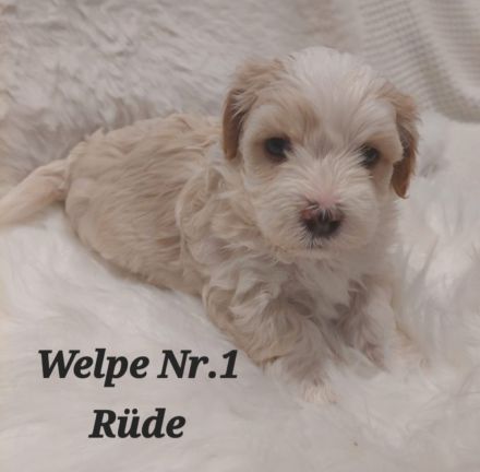 Reinrassige Havaneser Welpen