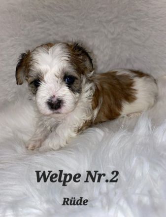 Reinrassige Havaneser Welpen