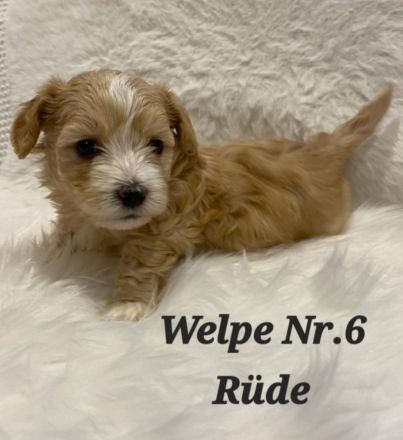 Reinrassige Havaneser Welpen