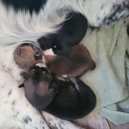 Wunderschöne Mischlinge