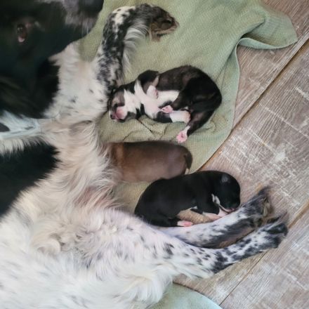 Wunderschöne Mischlinge