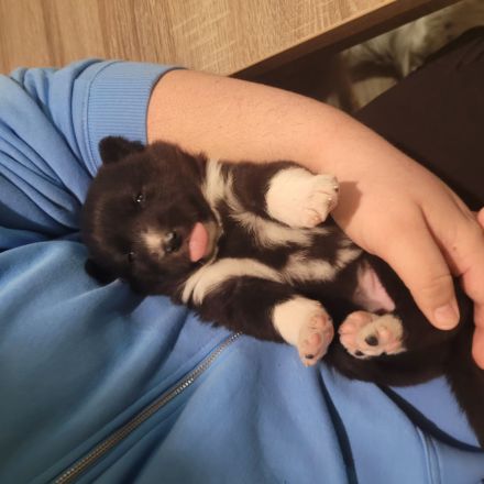 Wunderschöne Mischlinge