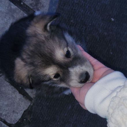 Wunderschöne Mischlinge