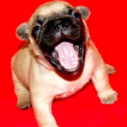 Französische Bulldogge