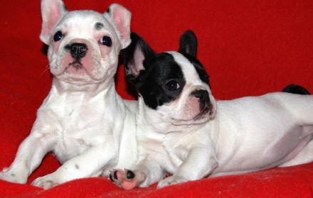 Französische Bulldogge