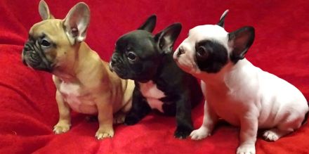 Französische Bulldogge