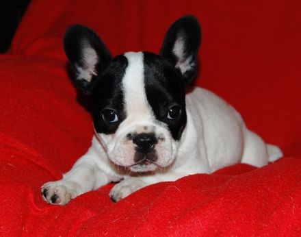 Französische Bulldogge
