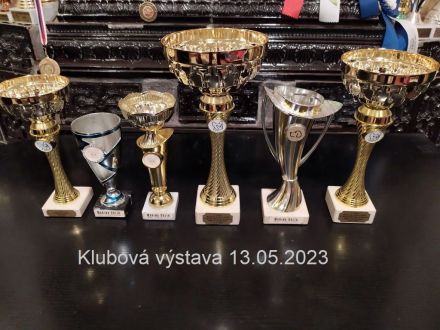 Französische Bulldogge