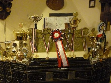 Französische Bulldogge