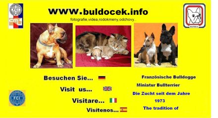 Französische Bulldogge