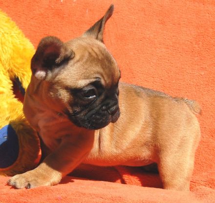 Französische Bulldogge