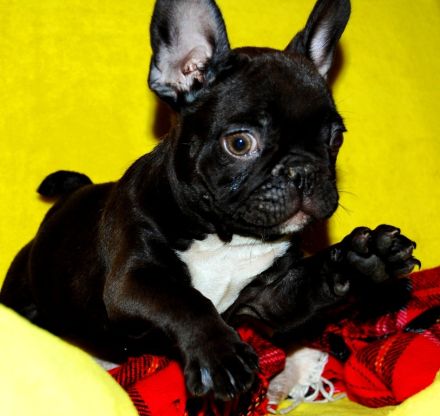 Französische Bulldogge