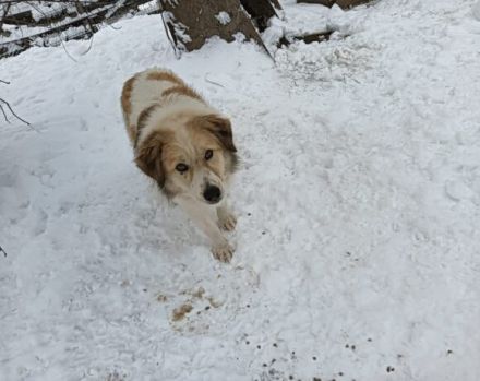 Zurückhaltende Pinia sucht geduldiges und ruhiges Zuhause