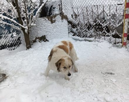 Zurückhaltende Pinia sucht geduldiges und ruhiges Zuhause