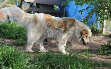 Zurückhaltende Pinia sucht geduldiges und ruhiges Zuhause