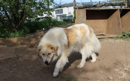 Zurückhaltende Pinia sucht geduldiges und ruhiges Zuhause