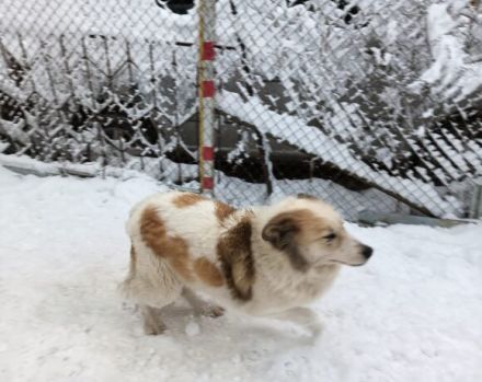 Zurückhaltende Pinia sucht geduldiges und ruhiges Zuhause